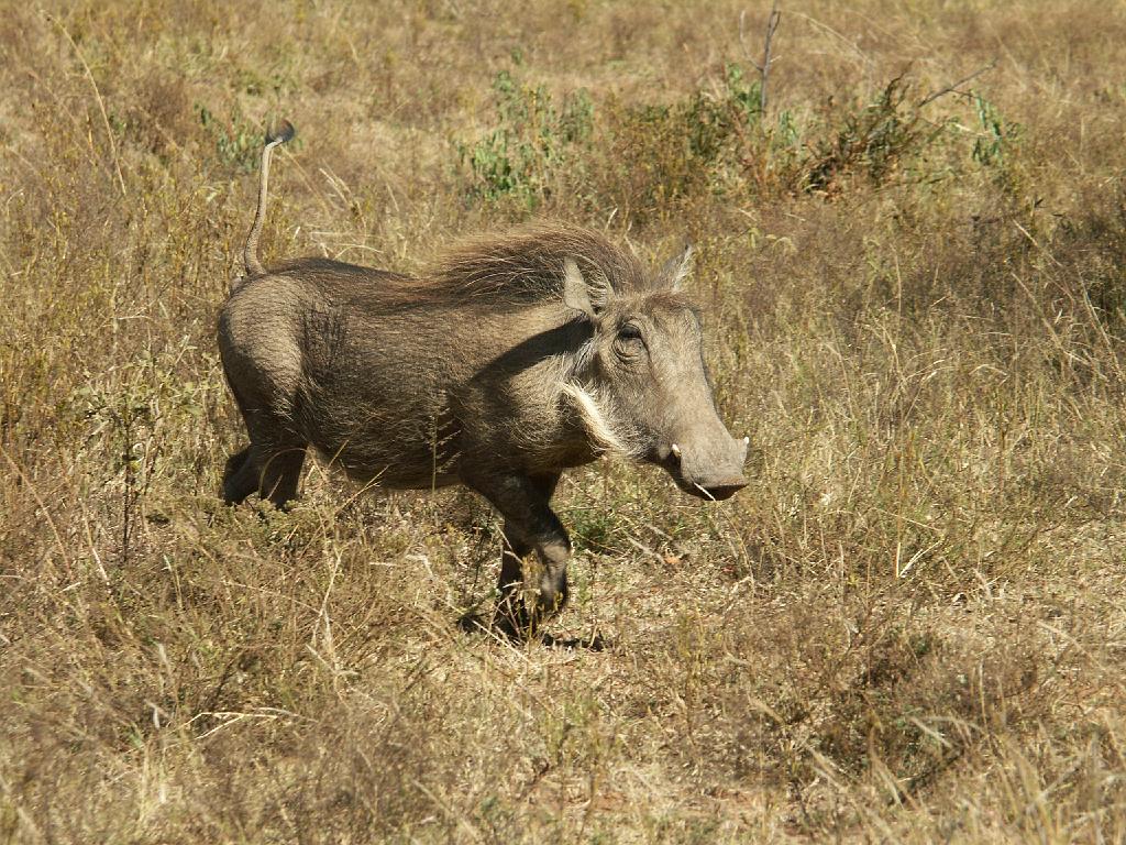 090517_Pilanesberg 047.jpg